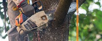 Best Arborist Consultation Services  in Juno Beach, FL